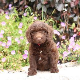 Red - Chocolate female Australian Labradoodle puppy in Williamstown, New York from Lewis Manor Labradoodles