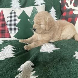 Ginger Snap - Cream female Goldendoodle puppy in Fort Collins, Colorado from Quiet Waters Ranch Family Raised Goldendoodles