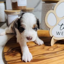 Biscotti, Brown Collar Male - Chocolate merle male Bernedoodle puppy in Katy, Texas from Bluebonnet Bernedoodles of Southeast Texas