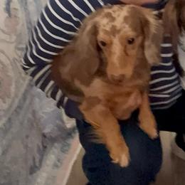 Trixie - Dachshund