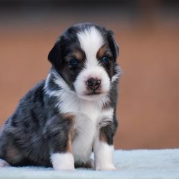 Brigg - Blue merle male Miniature American Shepherd puppy in Chocowinity, North Carolina from Foxtail Hollow