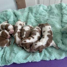 Cavalier King Charles Spaniel puppies from Mike and Brandice Brown Performance Animals