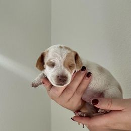 Dachshund Puppies from Magnolia Dachshunds