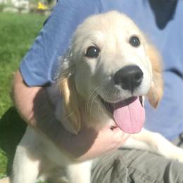 Black Collar - Golden male Golden Retriever puppy in Sandy, Utah from Golden Meadows of Utah