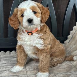 Gouda - Red  female Goldendoodle puppy in Florence, South Carolina from Candy Doodles