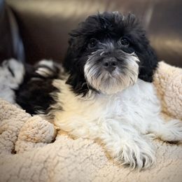 Gracie - Fawn sable female Havanese puppy in Lancaster, South Carolina from 3 Bs Havanese-PUPPIES with  PURPOSE