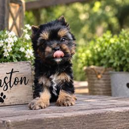 Winston - Black and tan male Yorkshire Terrier puppy in Warren, Michigan from Danielle's Yorkie Babies