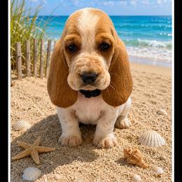 Black collar Male - Red and white male Basset Hound puppy in Columbia, South Carolina from Pawmetto Hounds