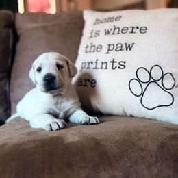 Cupid - Yellow male Labrador Retriever puppy in Sweet Home, Oregon from Knotty Creek Labradors