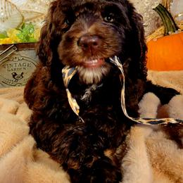 Labradoodle Puppies from 101 Labradoodles