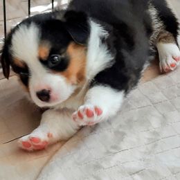 Cardigan Welsh Corgi Puppies from Dragonfly Cardigans