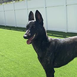 Belgian Malinois and Dutch Shepherds from Regan Wright