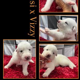 PEACH GIRL - White female German Shepherd puppy in Apache Junction, Arizona from CS Vista Farms