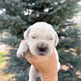 Girl 1 - Light golden female Golden Retriever puppy in Utah from Deseret Peak Goldens