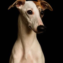 Roux - White and red brindle female Whippet puppy in Lenoir City, Alabama from Equiss Whippets