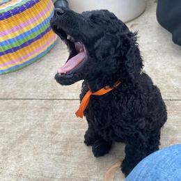 Poodle Puppies from Turkhaven