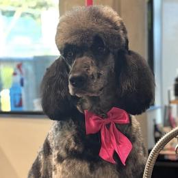 Dachshunds and Goldendoodles from House of Devereaux