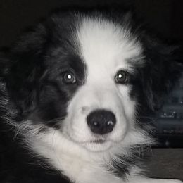 Border Collie Puppies from Overdrive Border Collies