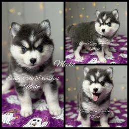 Meeko - Blue female Pomsky puppy in Rossville, Georgia from Scenic City Pomskies