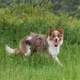 Border Collies from Triple T Stock Dogs