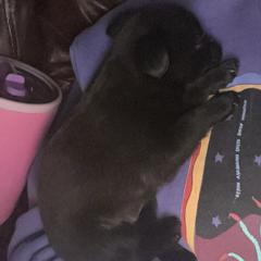 Brussels Griffon Puppies from Butler Brussels Griffon