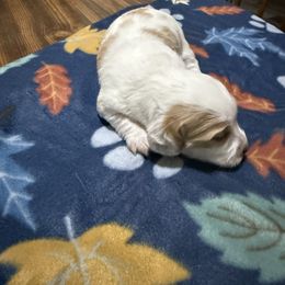 Boy 1 - Piebald male Dachshund puppy in Lexington, Tennessee from Nichols' Miniature Dachshund