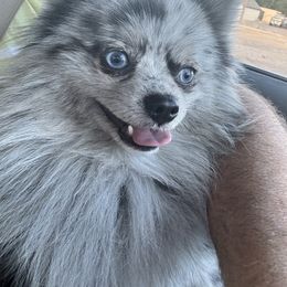 Ozzy - Pomeranian