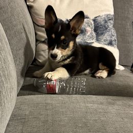 Pembroke Welsh Corgi Puppies from Serenity Ann Pups