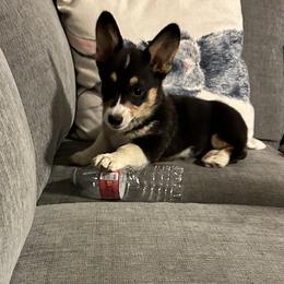 Pembroke Welsh Corgi Puppies from Serenity Ann Pups
