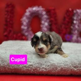 Cupid- Pink collar - Blue merle female Bernedoodle puppy in Summerville, South Carolina from Channys Doodles