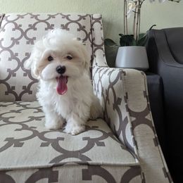 Girl 2 - White and lemon female Maltese puppy in Nevada from LAS VEGAS PUPPY