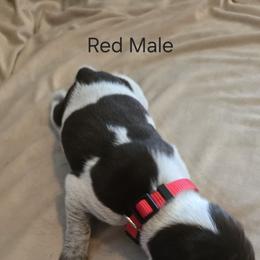 Red Male - Liver roan male German Shorthaired Pointer puppy in Piedmont, South Carolina from Barnes GSPs