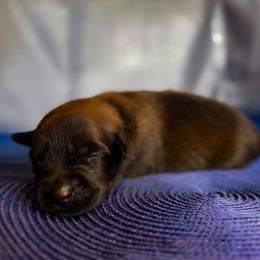 Belgian Malinois Puppies from Fromage Malinois
