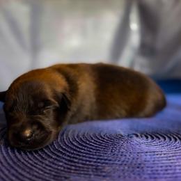 Belgian Malinois Puppies from Fromage Malinois