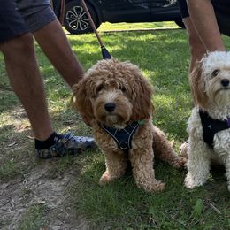 Cavapoo All Grown Up from Kauth Design Cavapoos