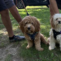 Cavapoo All Grown Up from Kauth Design Cavapoos