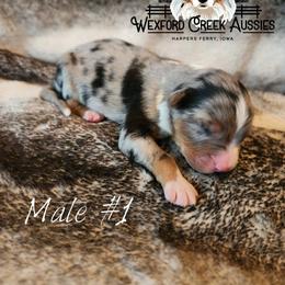 Boy 1 - male Australian Shepherd puppy in Harpers Ferry, Iowa from Wexford Creek Aussies, LLC