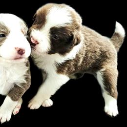 Stream - White and red male Border Collie puppy in Cedar Springs, Michigan from Lyncroft Border Collies