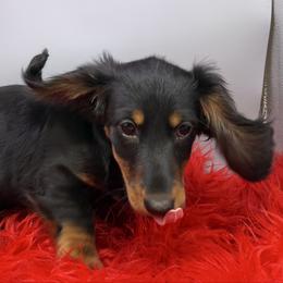 Diva - Black and tan female Dachshund puppy in Salyersville, Kentucky from Lavendell Dachshunds