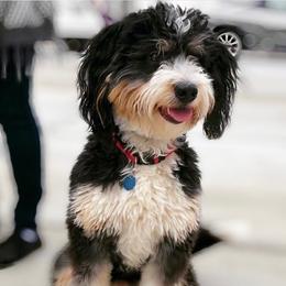Murphy - Bernedoodle