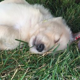 Golden Retriever Puppies from Huntleigh Goldens