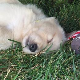 Golden Retriever Puppies from Huntleigh Goldens