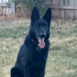 Pepper - German Shepherd