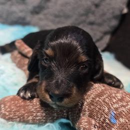 Thumper - Black and tan male Dachshund puppy in Bigfork, Minnesota from Long Ears and Long Dogs Ranch