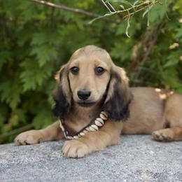 Fee 4500dollars - Cream male Dachshund puppy in Crystal, Michigan from Mare-bella Dachshunds