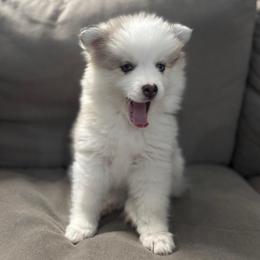 Thumper - Merle female Pomsky puppy in West Sacramento, California from Pinkie's Pomskies
