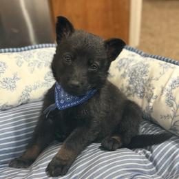 Mr Blue - Sable male German Shepherd puppy in Berlin, Wisconsin from Gypsy Miracle Kennels