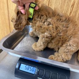 Green collar boy - Red male Australian Cobberdog puppy in Dover Foxcroft, Maine from Faberge Australian Cobberdog