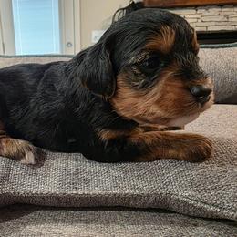 Fendi (Traditional) - Black and gold female Yorkipoo puppy in Duncan, South Carolina from Sonshine Yorkies