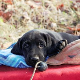 Labrador Retriever Puppies from Milliken Creek Labs